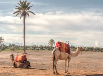 Camels ready for a ride in the Agafay Desert